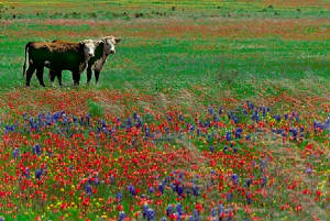 cowsinflowerfield.jpg