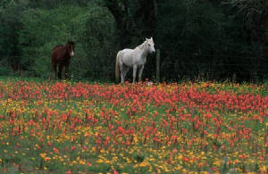horsesandwildflowers.jpg