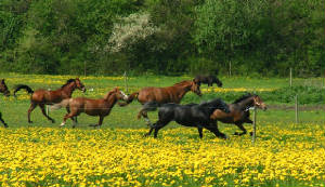 running_horses.jpg