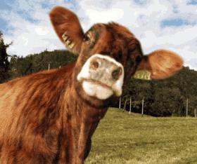 another_scary_cow.jpg